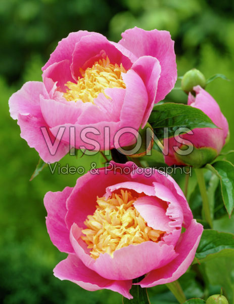 Paeonia Globe of Light