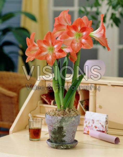 Hippeastrum Charmeur Hippeastrum Charmeur