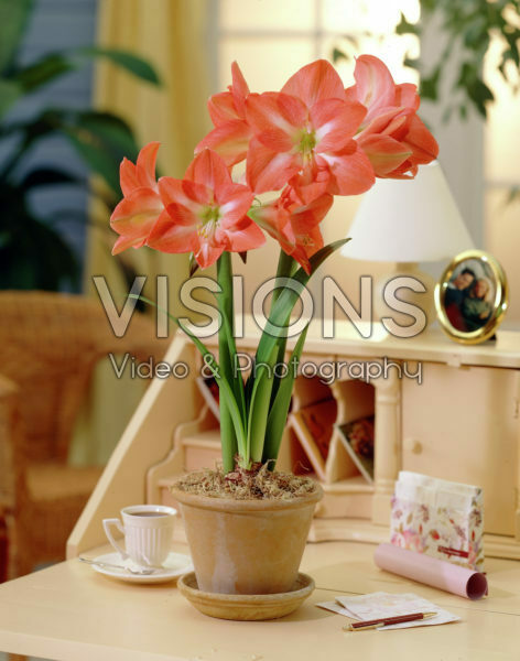 Hippeastrum Charmeur Hippeastrum Charmeur