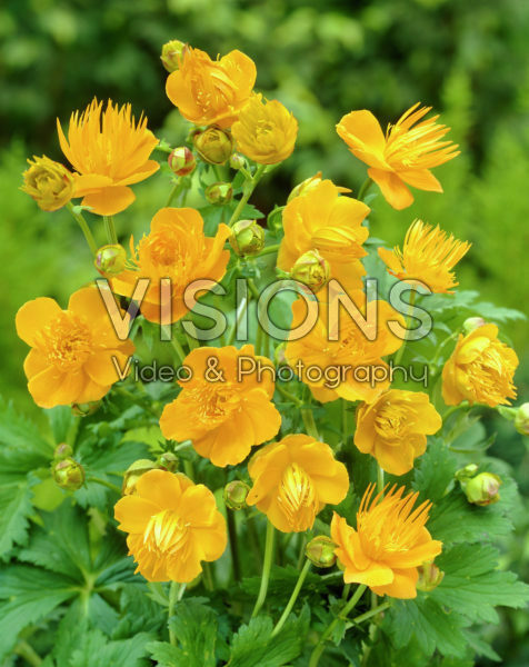 Trollius chinensis Golden Queen Trollius chinensis Golden Queen