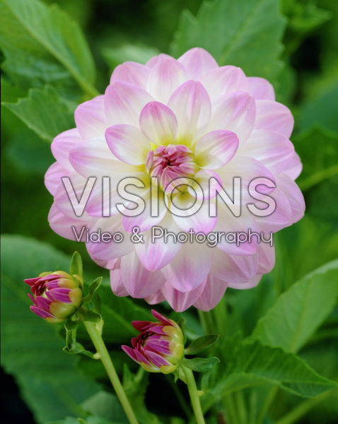 Dahlia Twilight Time