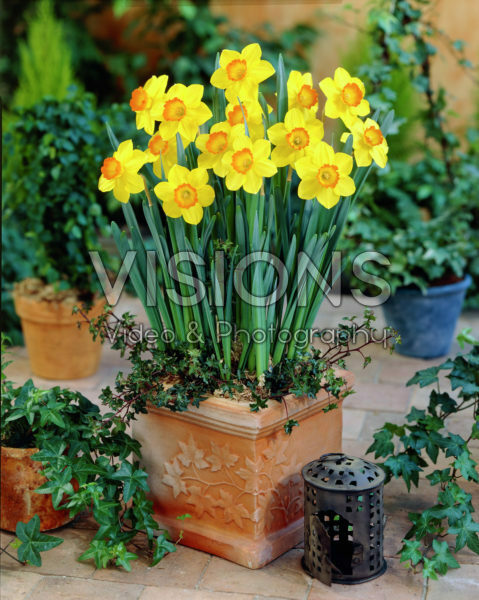 Narcissus Ceylon Narcissus Ceylon