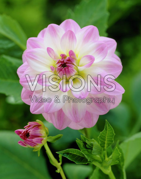 Dahlia Twilight Time Dahlia Twilight Time