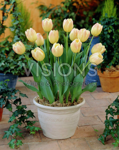 Tulipa Wibo