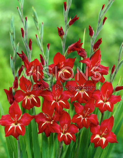 Gladiolus Claudia Gladiolus Claudia