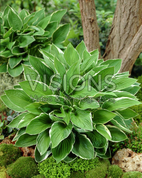 Hosta Green Gold