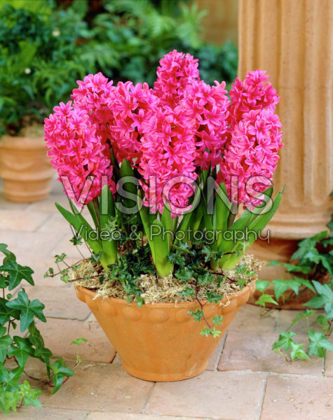 Hyacinthus Nereus Hyacinthus Nereus