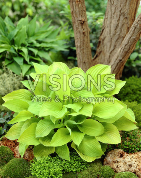 Hosta Golden Fanfare Hosta Golden Fanfare
