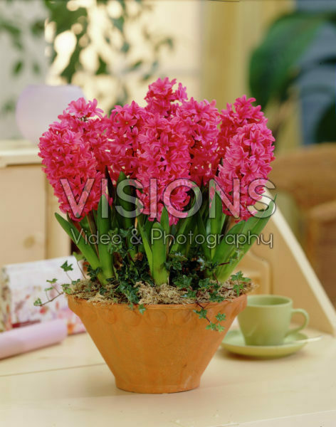 Hyacinthus Nereus Hyacinthus Nereus