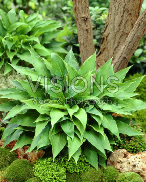 Hosta Ramondo Hosta Ramondo