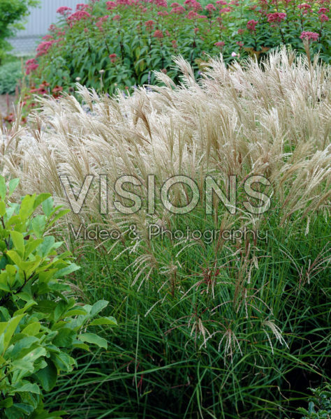 Miscanthus sacchariflorus Miscanthus sacchariflorus