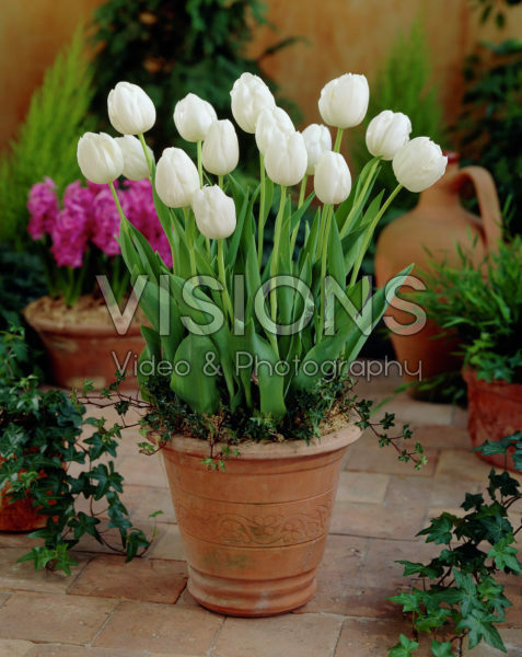 Tulipa Inzell