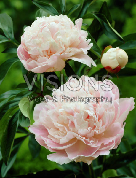 Paeonia Cornelia Shaylor Paeonia Cornelia Shaylor
