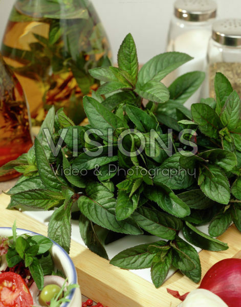 Mentha x piperita Mentha x piperita