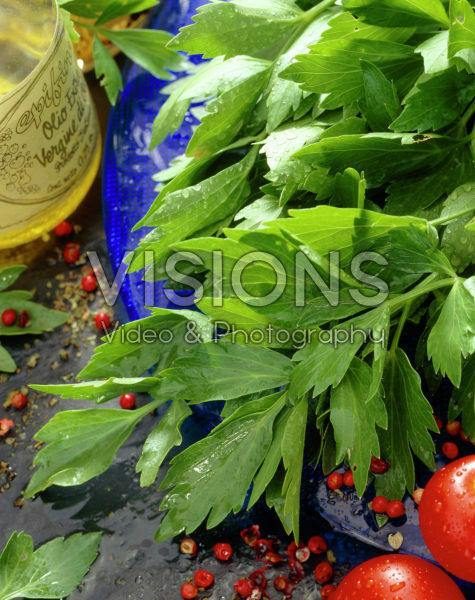 Levisticum officinale