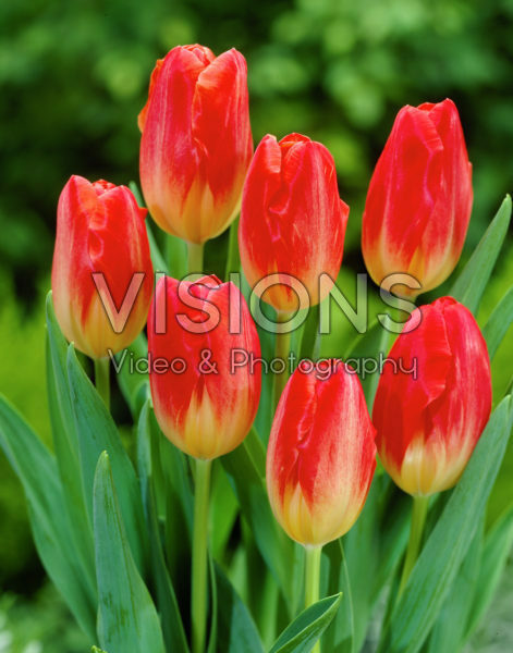 Tulipa Montevideo Tulipa Montevideo