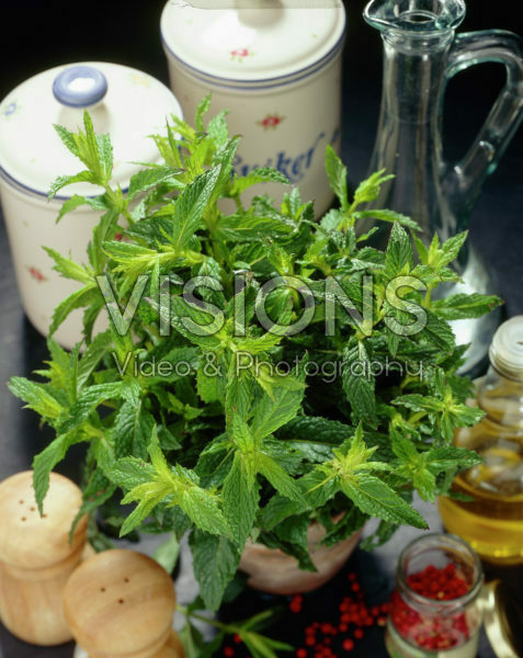 Mentha citrata