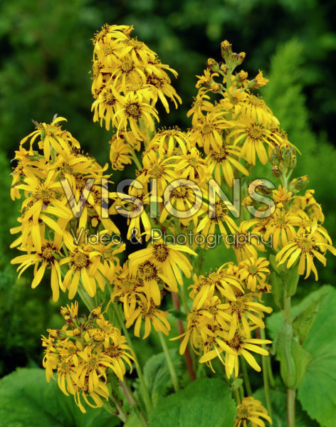 Ligularia x hessei Gregynog Gold Ligularia x hessei Gregynog Gold
