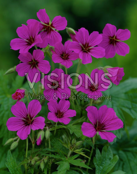Geranium Patricia