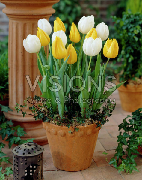 Tulipa mixed Tulipa mixed