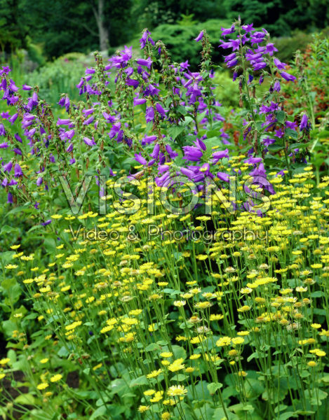 Campanula latifolia var. macrantha, Chrysanthemum Campanula latifolia var. macrantha, Chrysanthemum