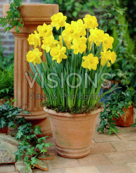 Narcissus Love Story 