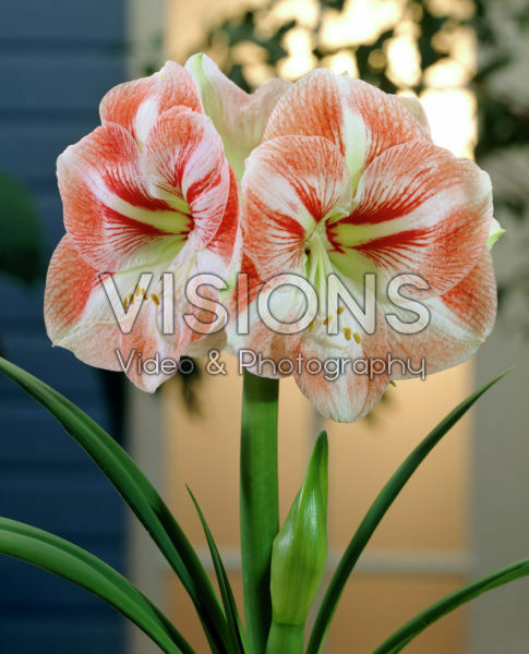 Hippeastrum Vivaldi Hippeastrum Vivaldi