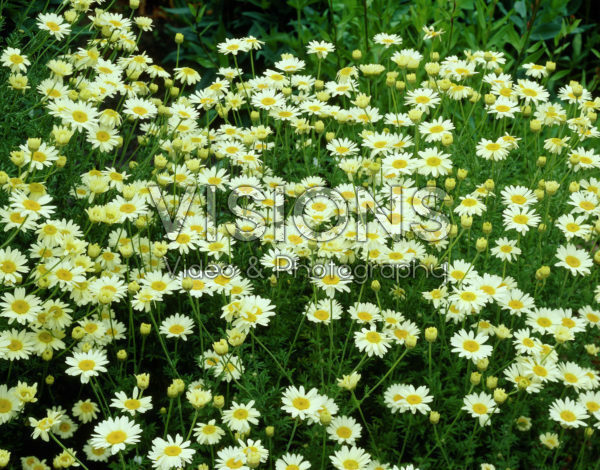 Argyranthemum frutescens Argyranthemum frutescens