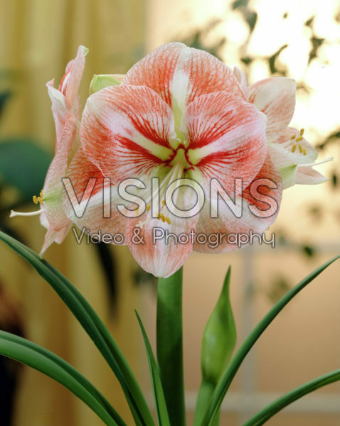Hippeastrum Vivaldi