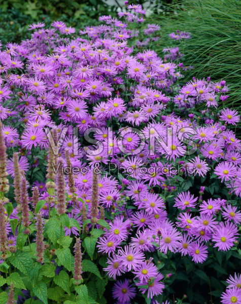 Aster pink Aster pink