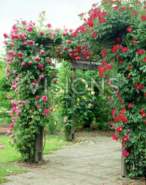 Rosa climbing mixed Rosa climbing mixed
