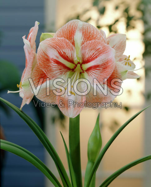 Hippeastrum Vivaldi Hippeastrum Vivaldi