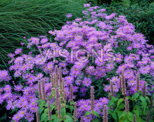 Aster x frikartii
