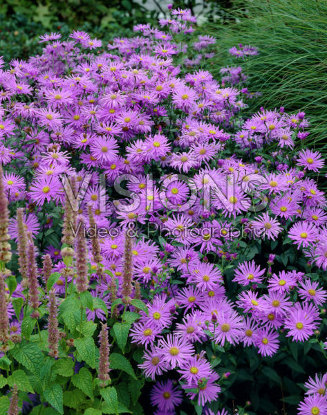 Aster x frikartii Wunder von Stäfa