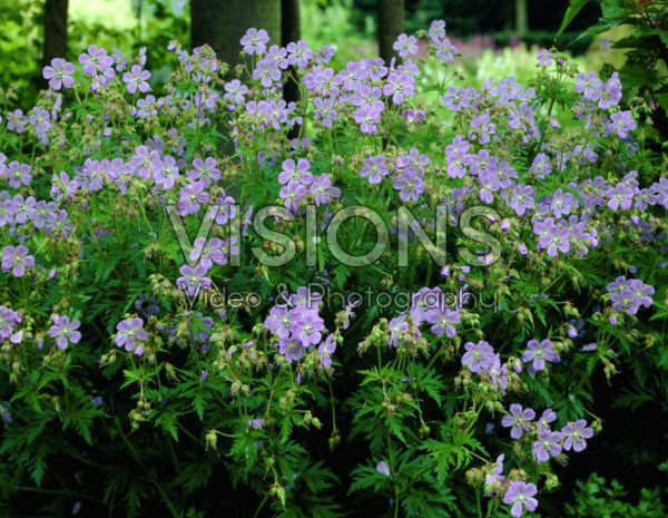 Geranium pratense Mrs Kendall Clark