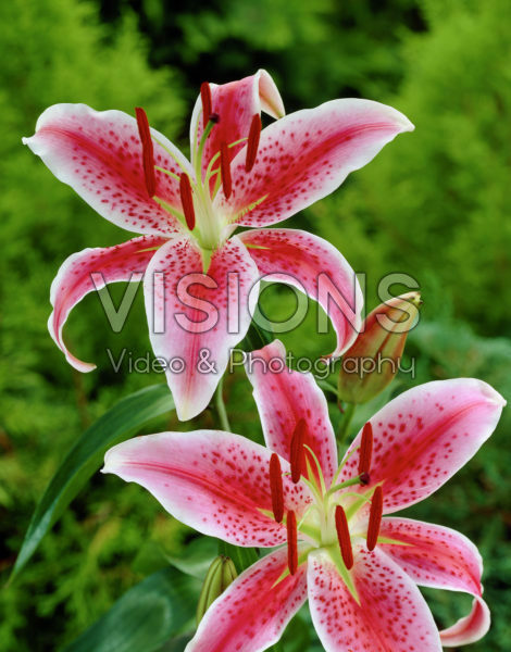 Lilium Red Jewel