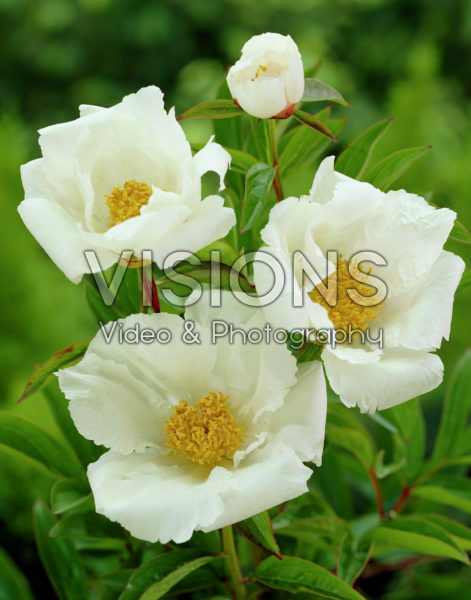 Paeonia Krinkled White Paeonia Krinkled White