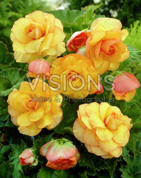 Begonia Picotee yellow