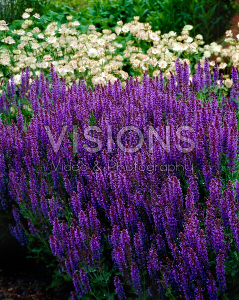 Salvia nemorosa Mainacht