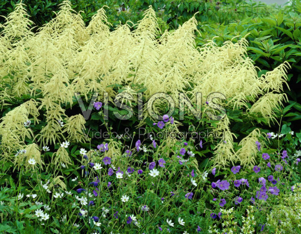 Aruncus dioicus