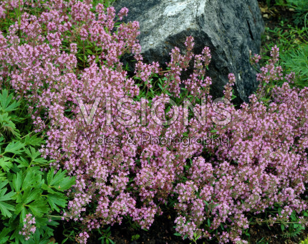 Thymus praecox Thymus praecox