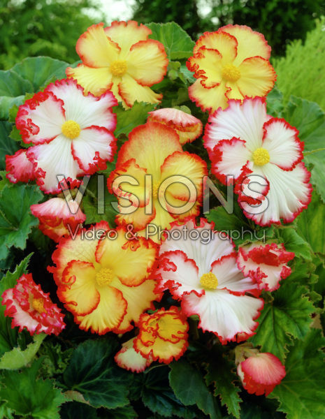 Begonia Marginata mixed Begonia Marginata mixed