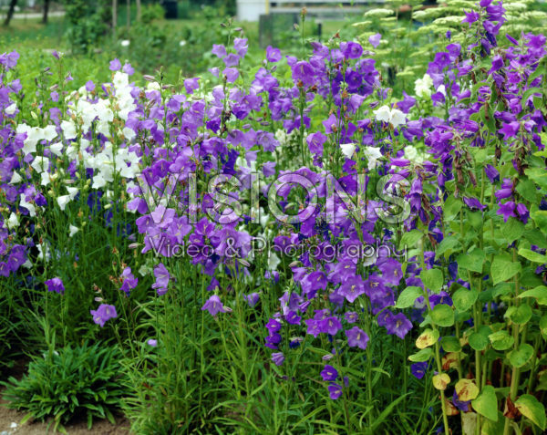 Campanula persicifolia mixed Campanula persicifolia mixed