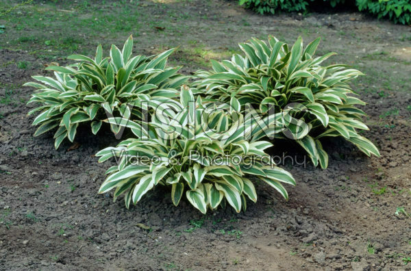 Hosta rectifolia Nakai Hosta rectifolia Nakai