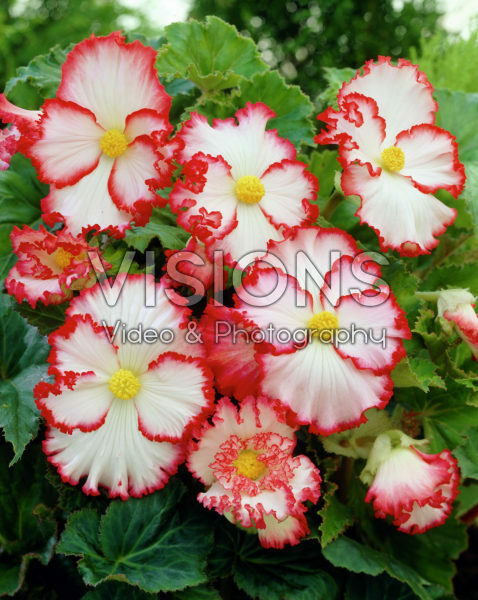 Begonia Marginata Begonia Marginata