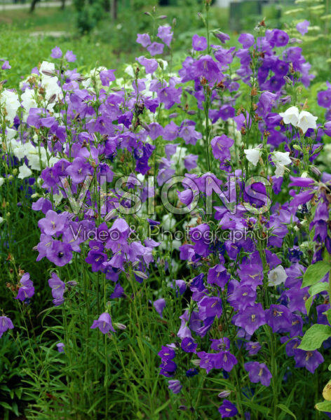 Campanula persicifolia mixed Campanula persicifolia mixed