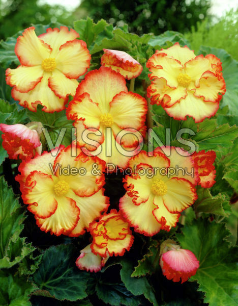 Begonia Marginata Begonia Marginata