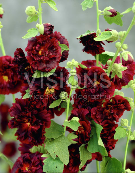 Alcea rosea Chater's Double purple Alcea rosea Chater's Double purple