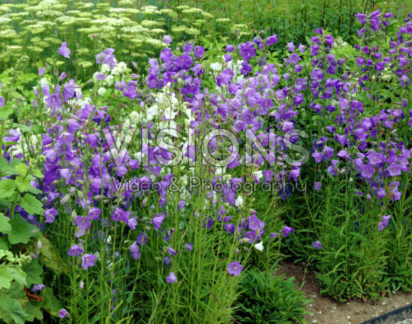 Campanula persicifolia mixed Campanula persicifolia mixed