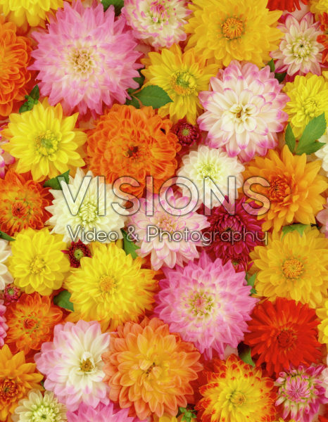 Dahlia mixed Dahlia mixed